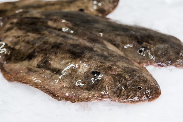 dover-sole-fresh-wild-fish-hong-kong-delivery-food-origin- @O'Poisson