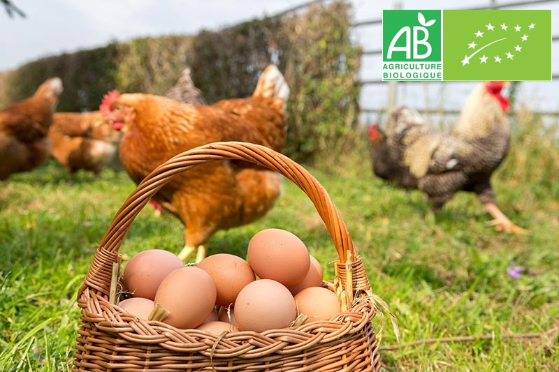 Organic Farm Eggs Food Origin